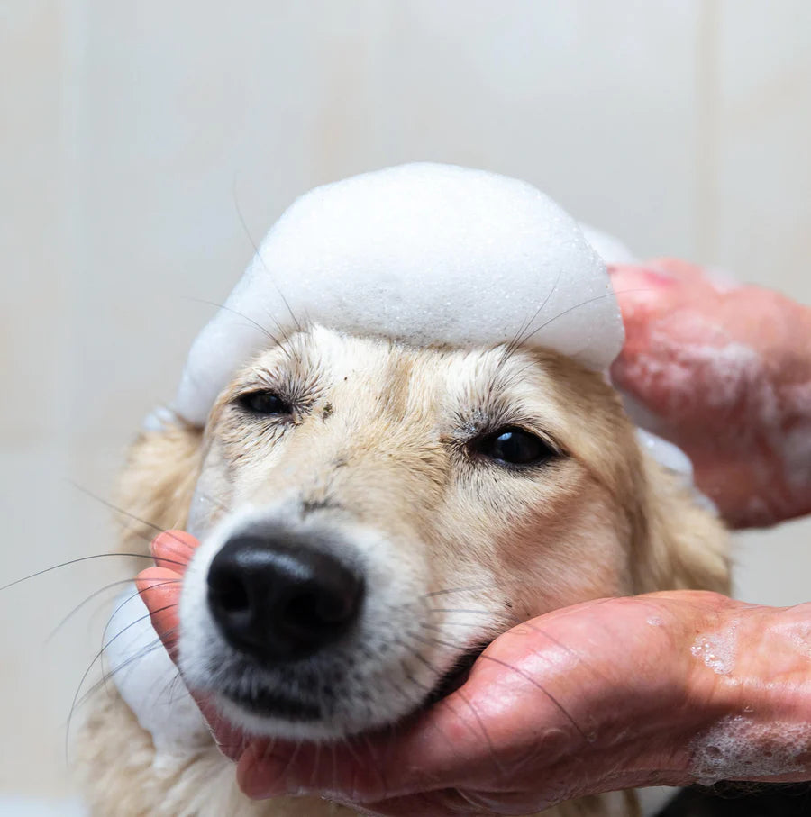Chester's Care Charcoal & Oat Soap
